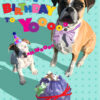 Birthday Dogs