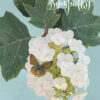 Sympathy Hydrangea