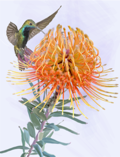 Protea and Hummingbird Note Card