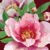 Japanese Peony Note Card