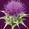 Thistle Note Card