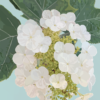 Oak Leaf Hydrangea Note Card