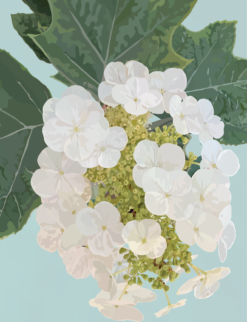 Oak Leaf Hydrangea Note Card