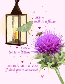 Like a Moth to a Flame