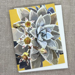 Alternative view of Blooming Succulent