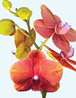 Orchid and Buds Note Card