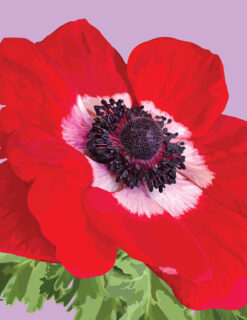 Italian Red Anemone Note Card