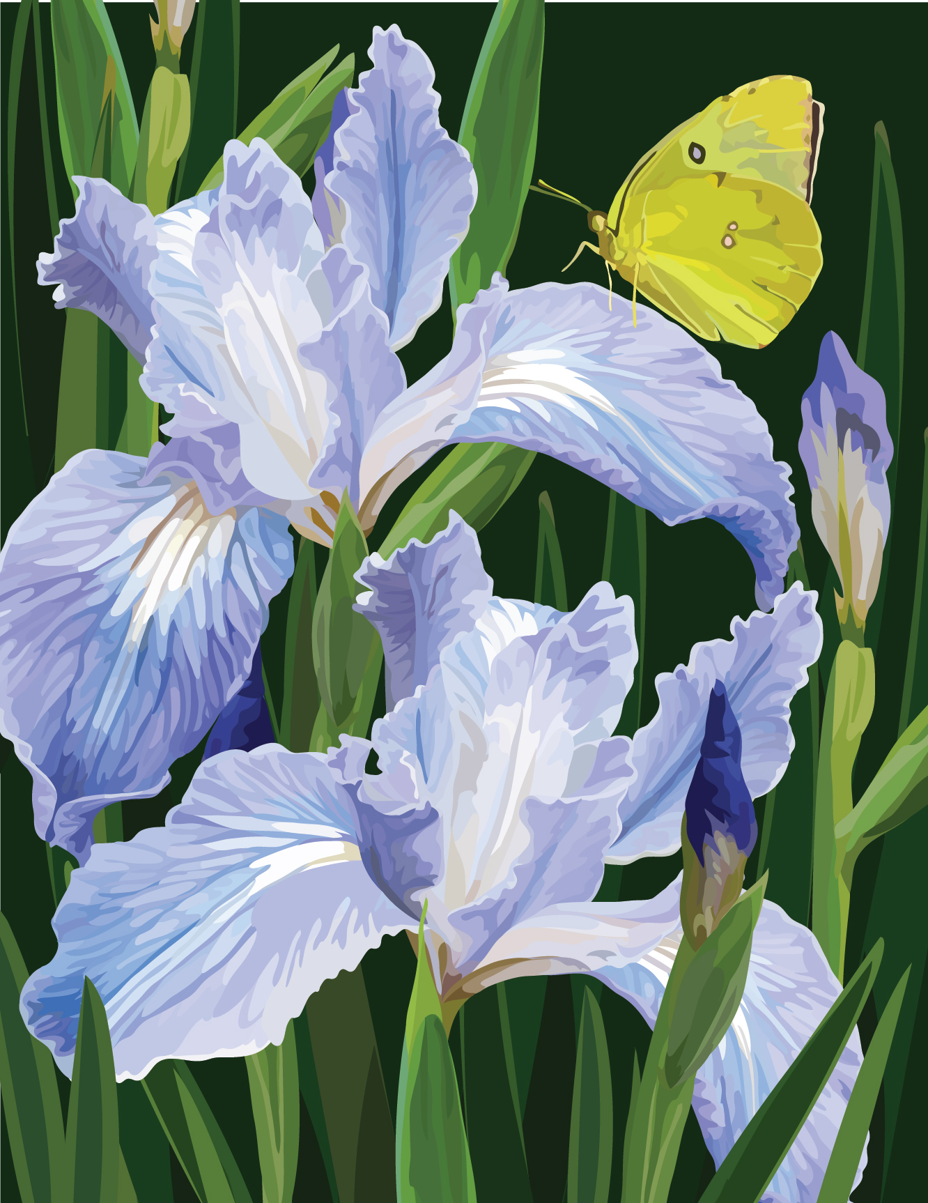 Pacific Coast Iris and California Dogface Butterfly
