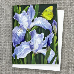 Alternative view of Pacific Coast Iris and California Dogface Butterfly