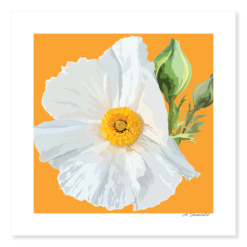 Matilija Poppy Giclée Print