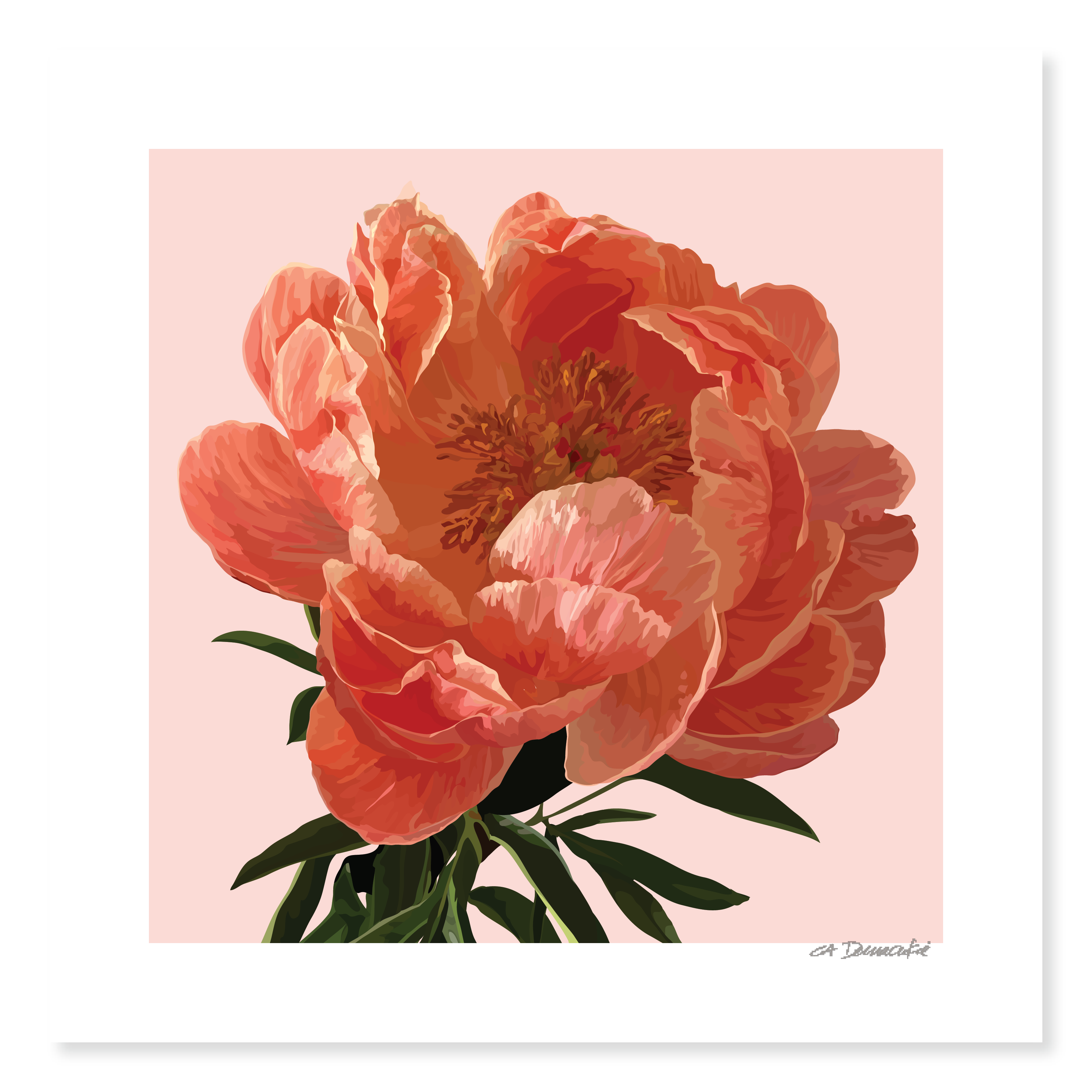 Pink Peony Giclée Print