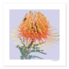 Protea and Honey Bee Giclée Print