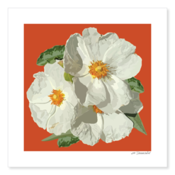Rock Roses Giclée Print