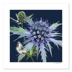 Sea Holly Giclée Print