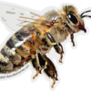 Honey Bee