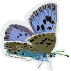 Blue Butterfly