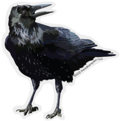 Talking Black Crow