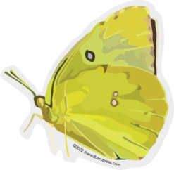 California Dogface Butterfly