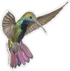 Hummingbird in Flight