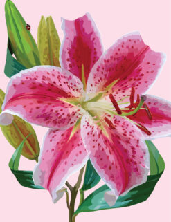 Stargazer Lily