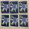 Sea Holly - Set of Six