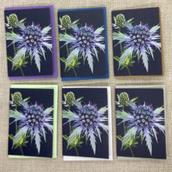 Sea Holly - Set of Six