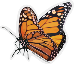 Standing Monarch