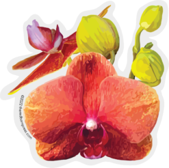 Orchid and Buds