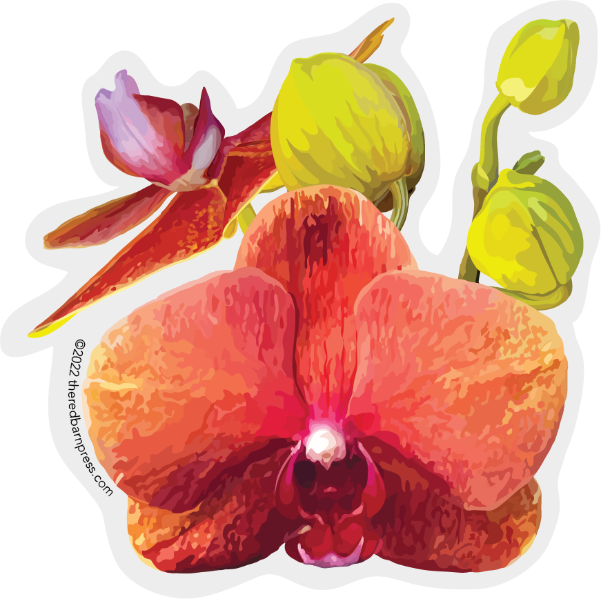 Orchid and Buds