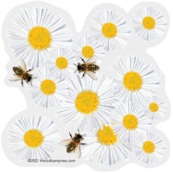 Santa Barbara Daisies and Bees