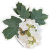 Oak Leaf Hydrangea with Butterfly