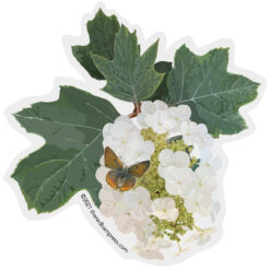 Oak Leaf Hydrangea with Butterfly