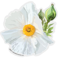 Matilija Poppy