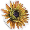 Zinnia Sticker