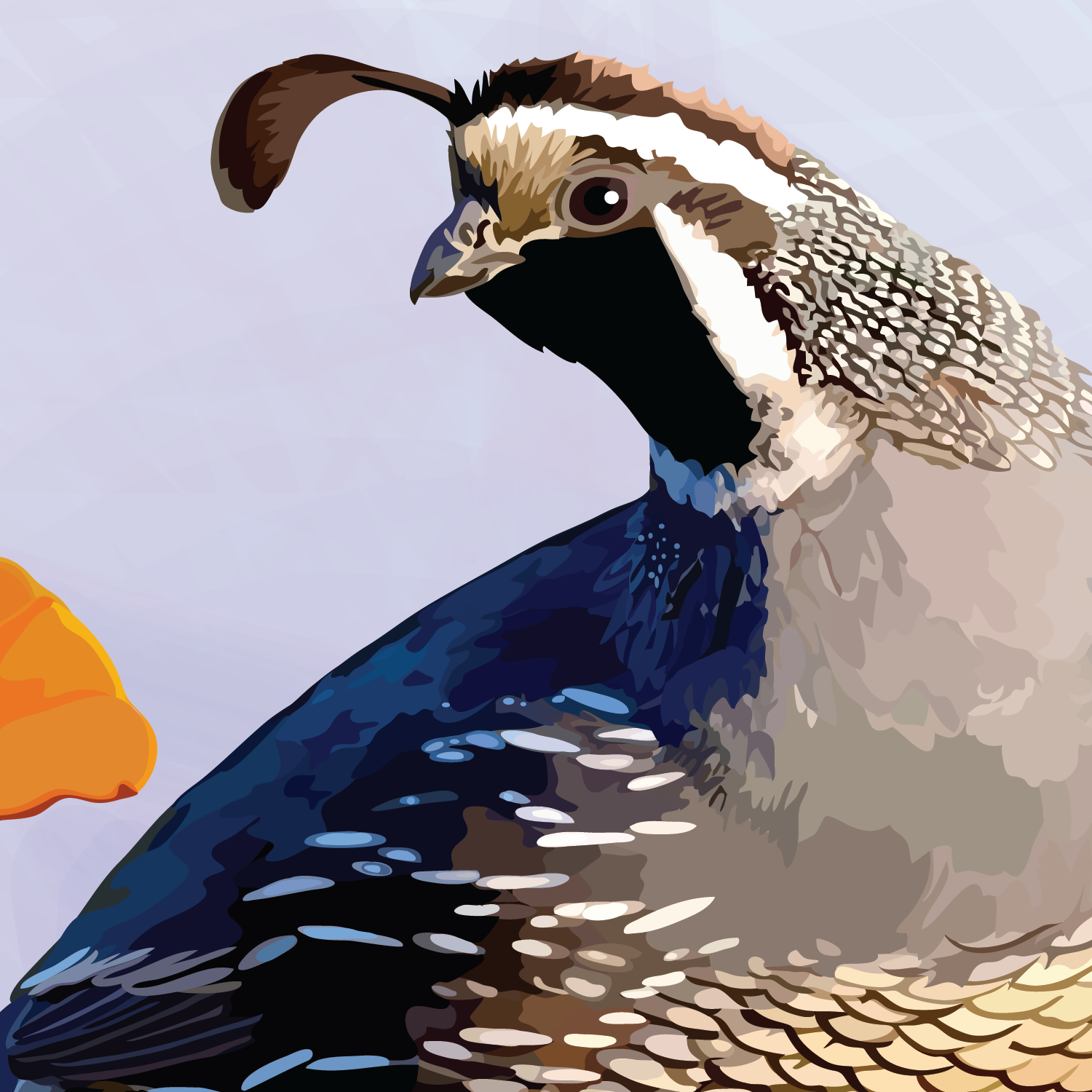 California Quail and Poppies - Image 4