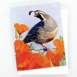 Alternative view of California Quail and Poppies