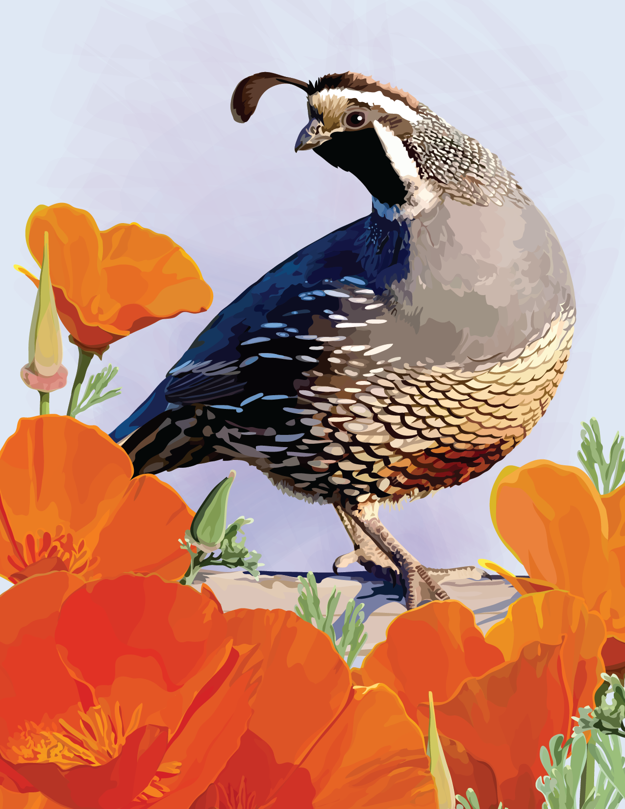 California Quail and Poppies