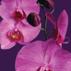 Purple Orchid Notecard