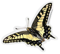 Yellow and Black Butterfly