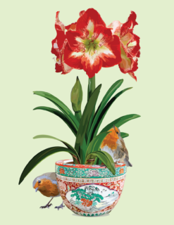 Christmas Star Red Amaryllis with Robins