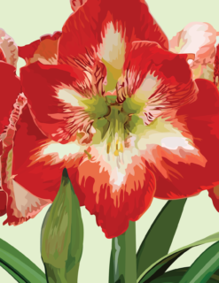 Amaryllis Notecard