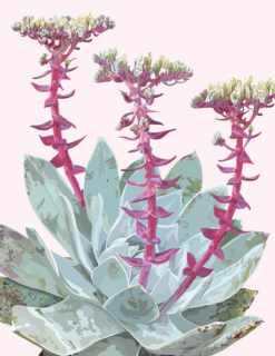 Blooming Succulent