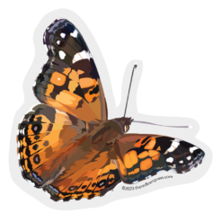 West Coast Painted Lady Butterfly