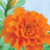 Marigold Notecard