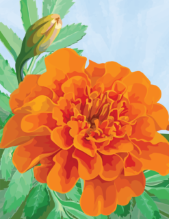 Marigold Notecard