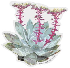 Dudleya Succulent Sticker