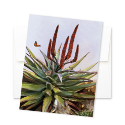 Alternative view of Cape Aloe and Friends