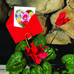 Gift Enclosure Cards