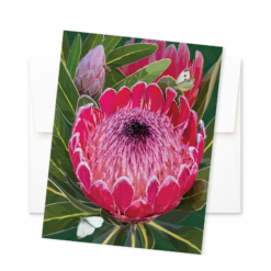 Alternative view of Queen Protea Notecard