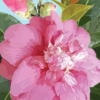 Pink Camellia Notecard